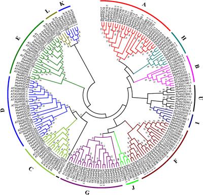 Genome-wide Identification and Evolution of the PP2C Gene Family in Eight Rosaceae Species and Expression Analysis Under Stress in Pyrus bretschneideri